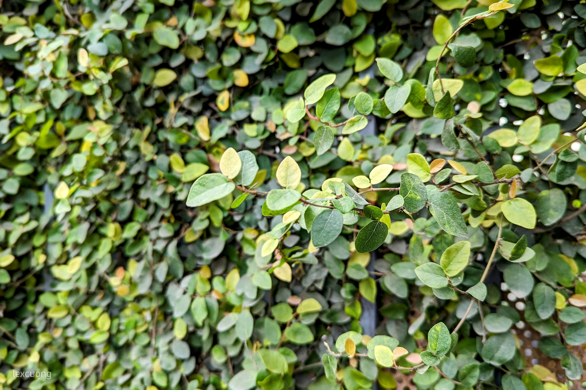 Pixel-6-61.jpg