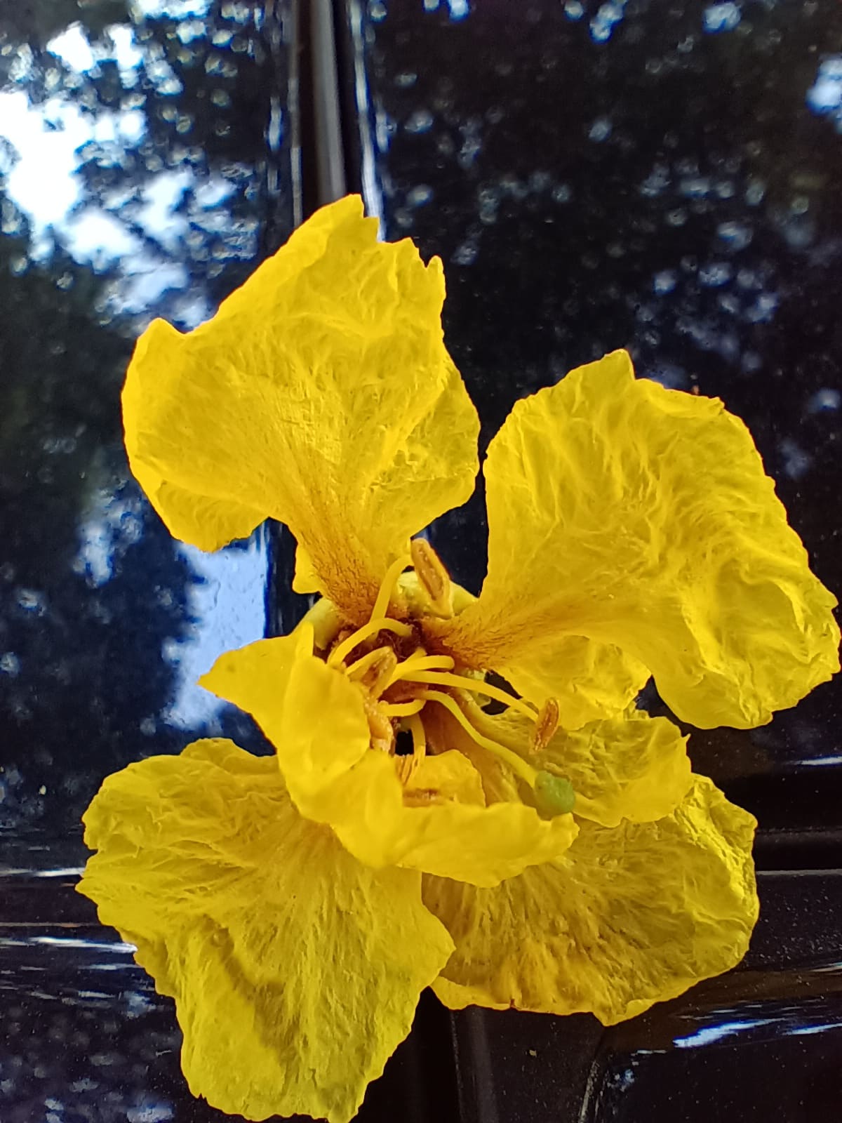 Redmi Note 14 5G.anh macro.jpg