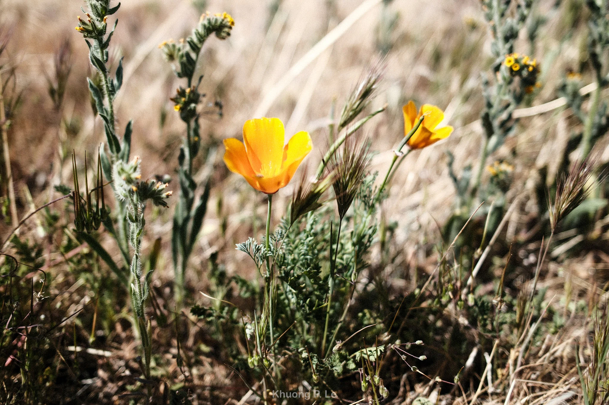poppy-x100vi-35.jpg