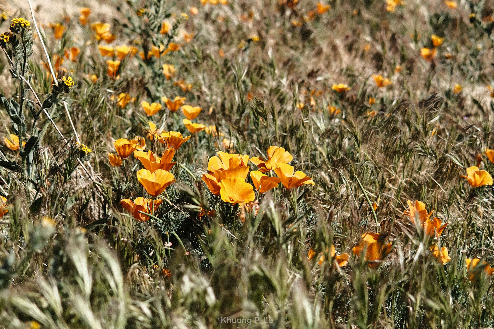 poppy-x100vi-33.jpg