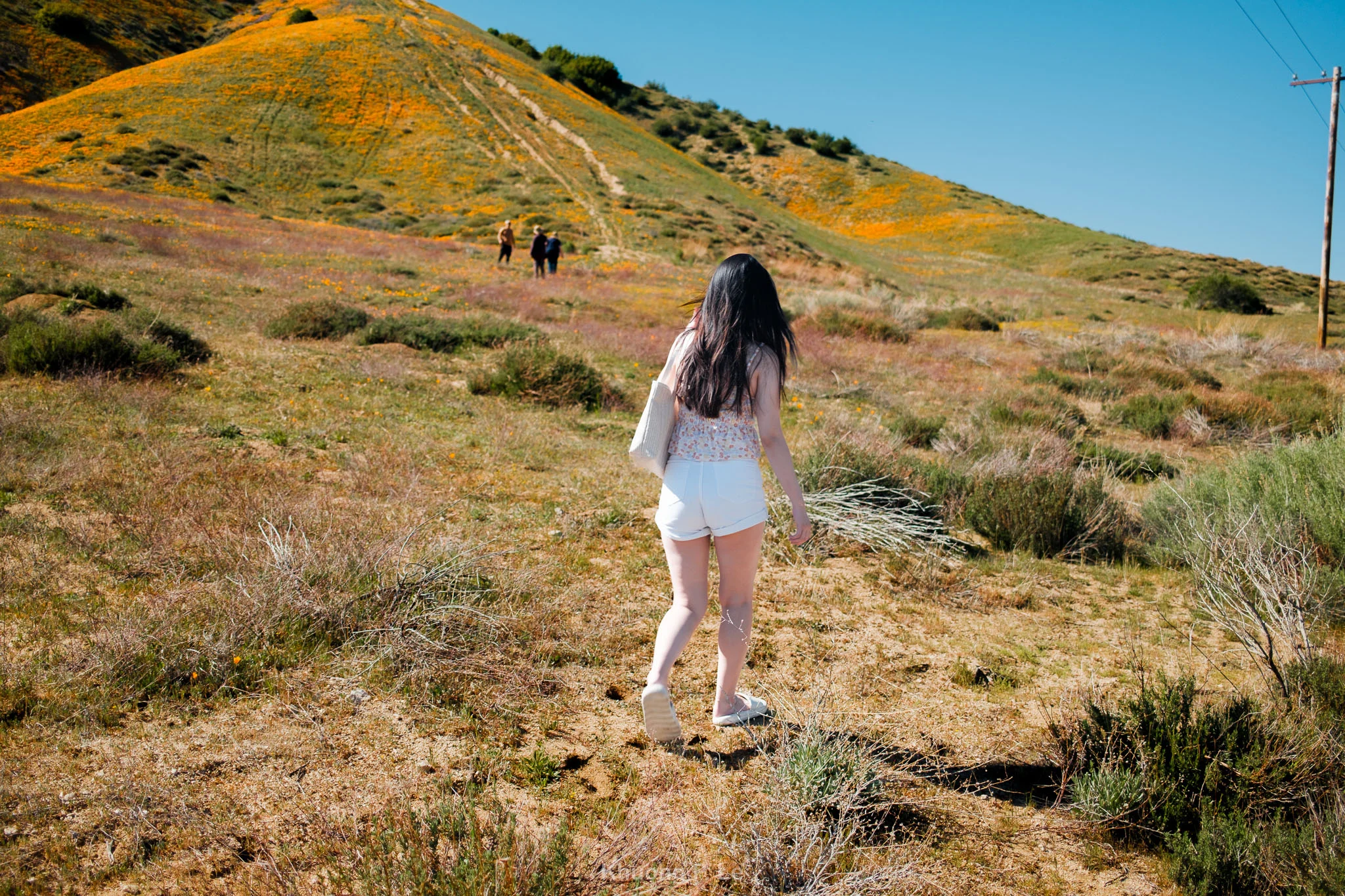 poppy-x100vi-16.jpg