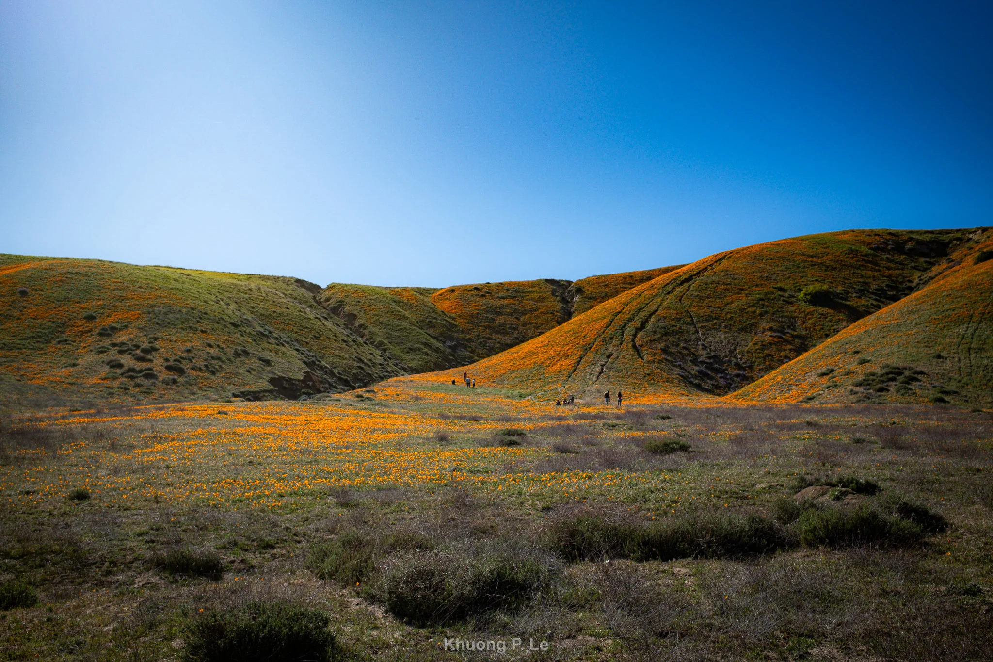 poppy-x100vi-15.jpg