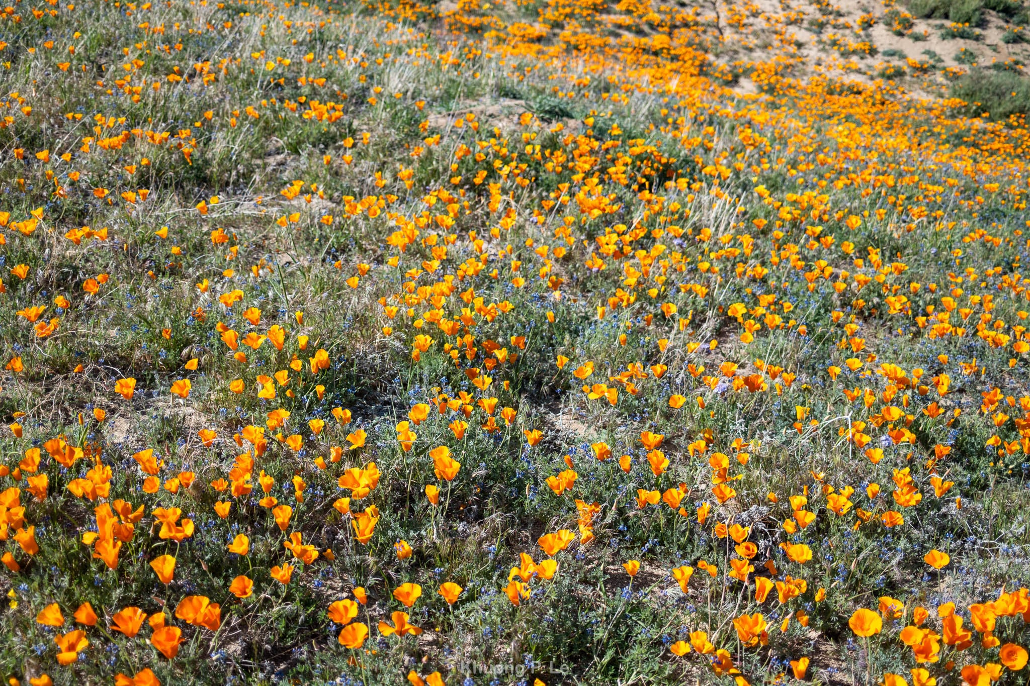 poppy-x100vi-12.jpg