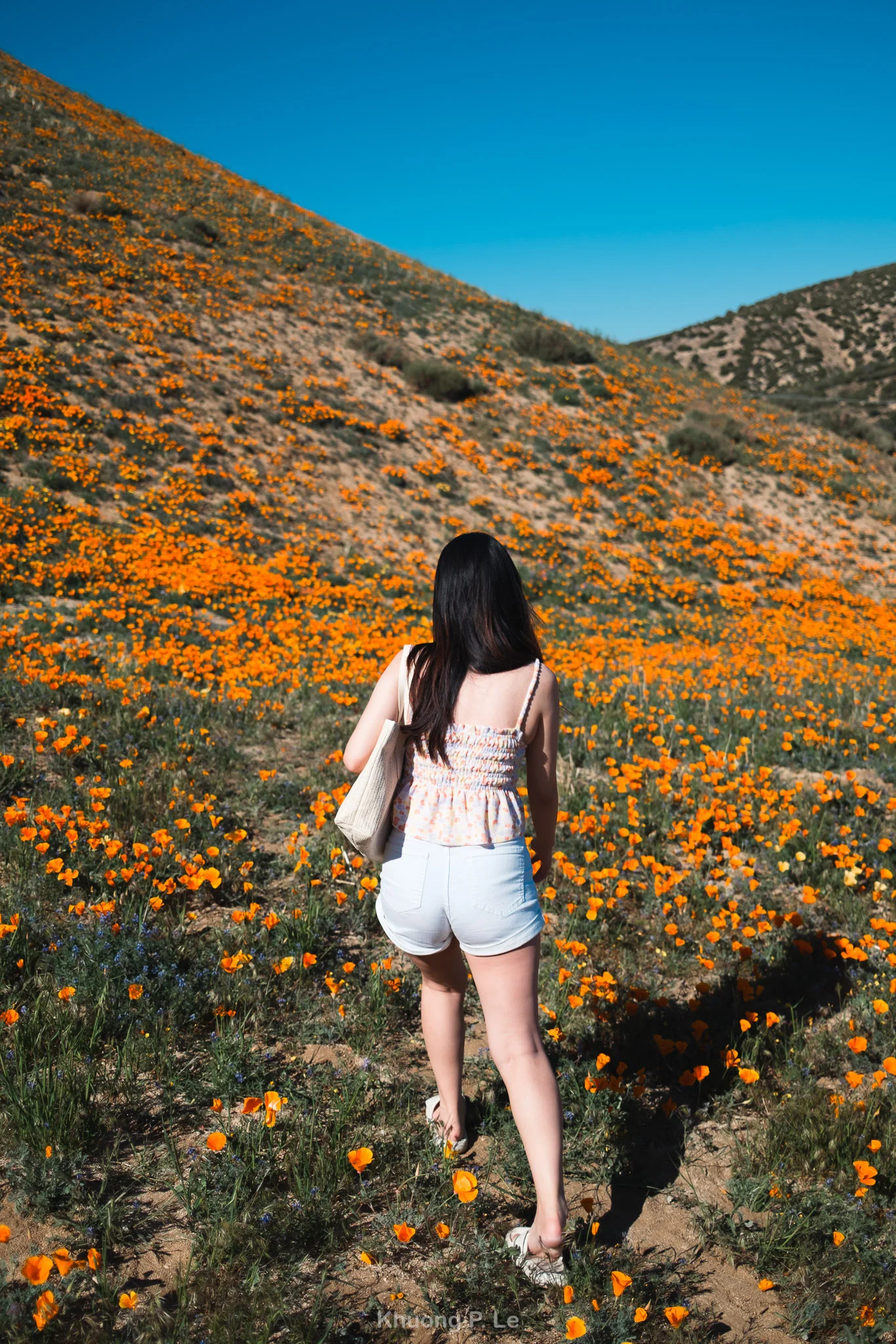 poppy-x100vi-09.jpg