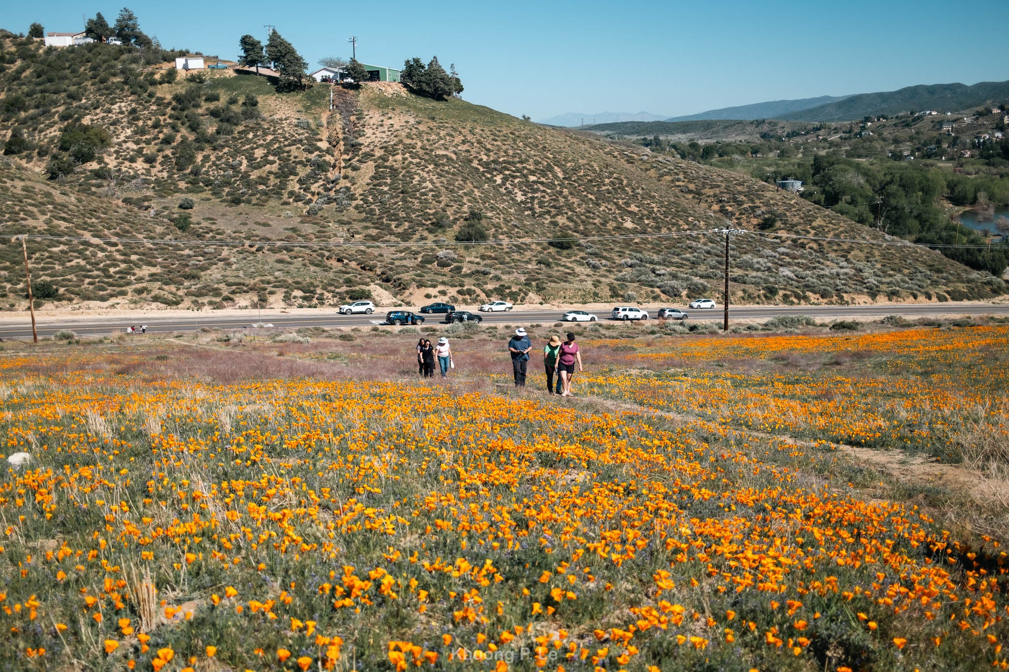 poppy-x100vi-08.jpg