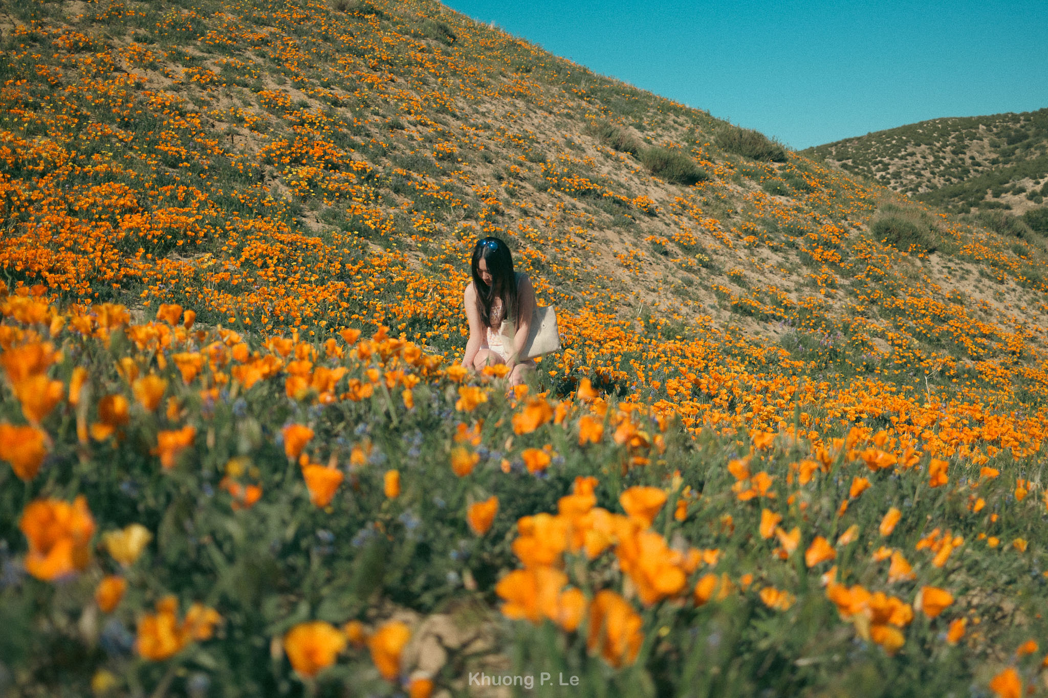 poppy-x100vi-05.jpg