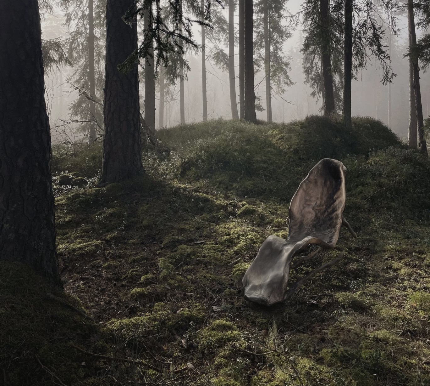 koyia-2.jpg