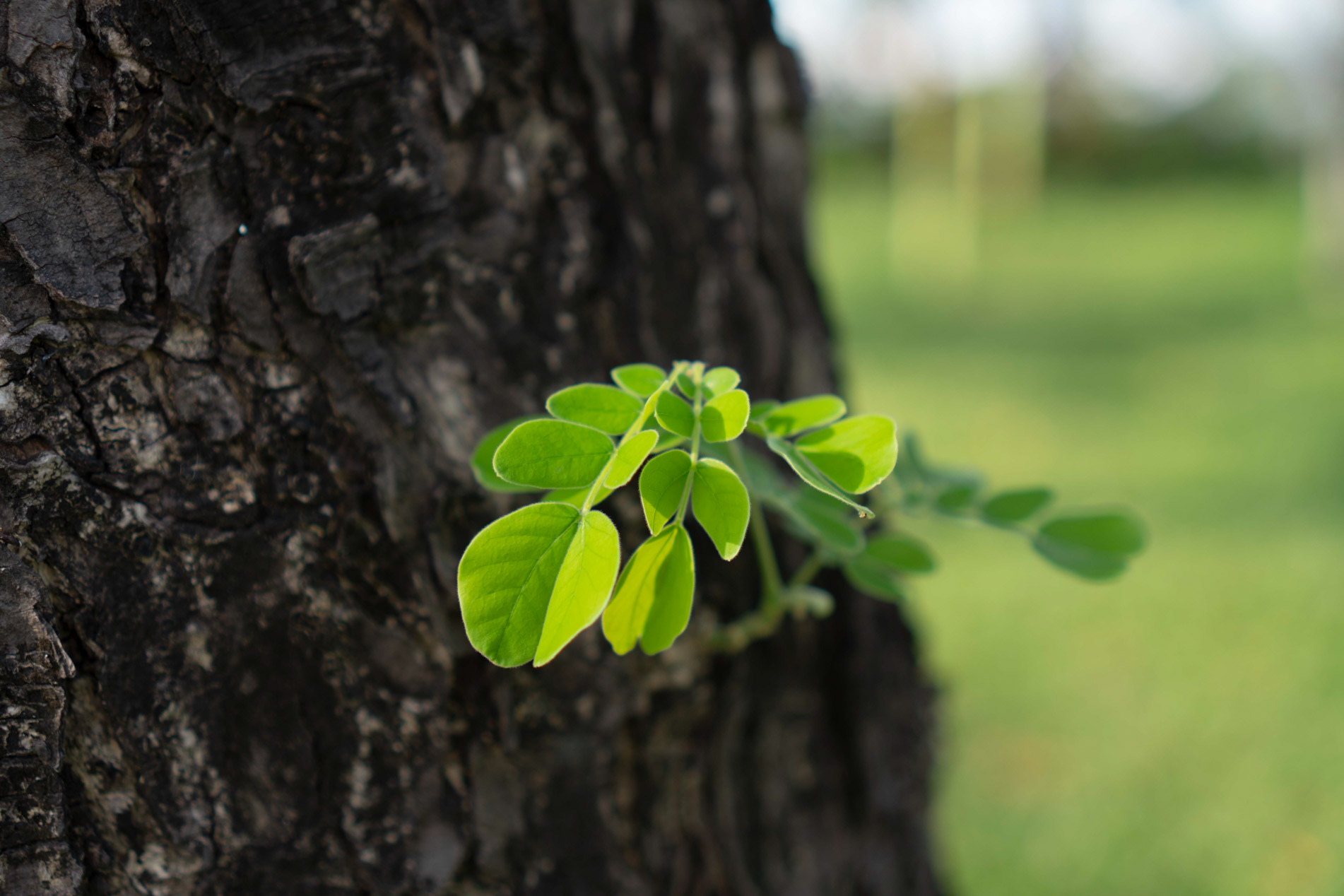 sony-e35mm-f18-14.jpg