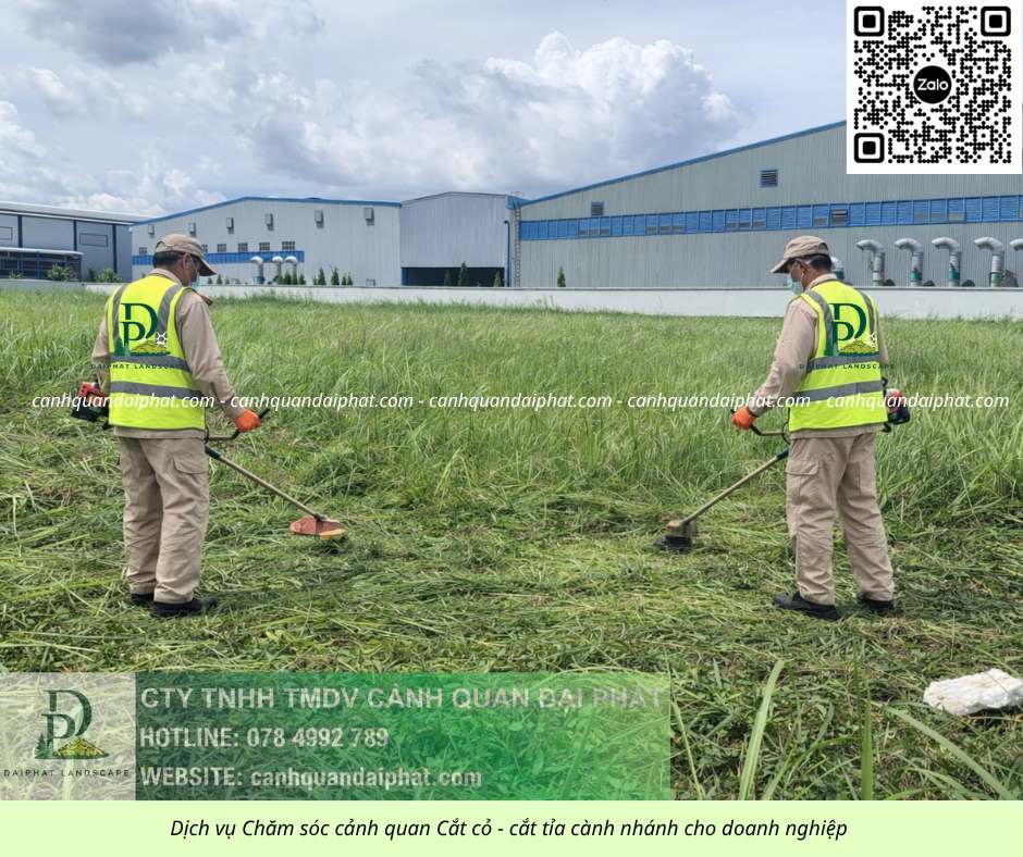 DỊCH VỤ CẮT CỎ – CƯA CÂY LONG THÀNH ĐỒNG NAI | NHANH – SẠCH – CHUYÊN NGHIỆP