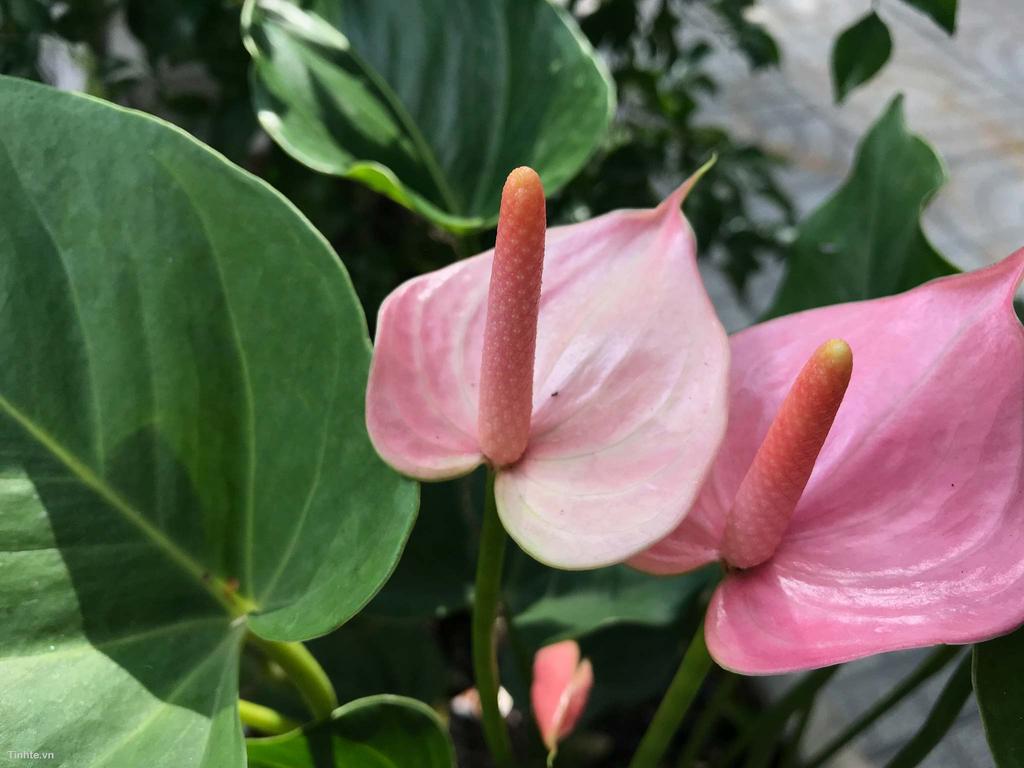 tinhte_chup_nhanh_camera_ipad_pro_10.5_camera_12.jpg