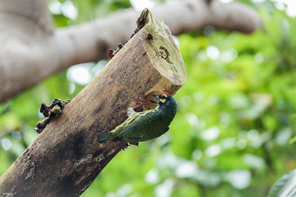 RX10M3-ChupchimTinhte4.jpg